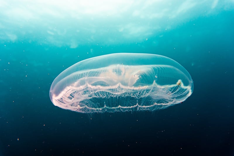 Underwater Photography