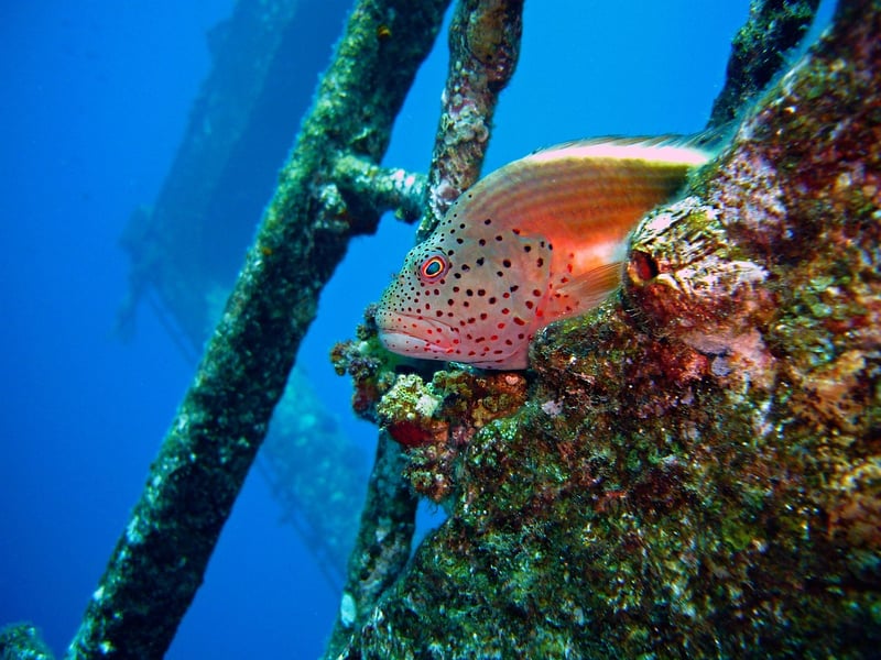 Wreck Dives